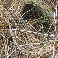Unverified Mammal at Paddys River, NSW - Yesterday by joscobie