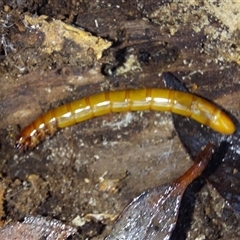 Tenebrionidae (family) (Darkling beetle) at Paddys River, NSW - 17 Jun 2025 by joscobie