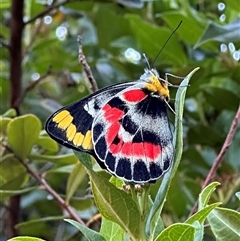 Delias harpalyce (Imperial Jezebel) at Ainslie, ACT - 29 Jan 2024 by Pirom