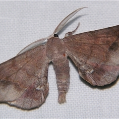 Parepisparis mulicolora (A Geometrid moth (Oenochrominae) at Weerriba, QLD - 18 Oct 2008 by PJH123