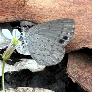 Erina hyacinthina (Varied Dusky-blue) at Pebbly Beach, NSW - 20 Feb 2024 by Pirom