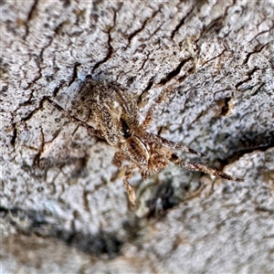 Stephanopis sp. (genus) (Knobbly crab spider) at Acton, ACT - 17 Jun 2025 by Hejor1