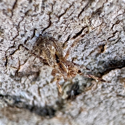 Stephanopis sp. (genus) (Knobbly crab spider) at Acton, ACT - 17 Jun 2025 by Hejor1