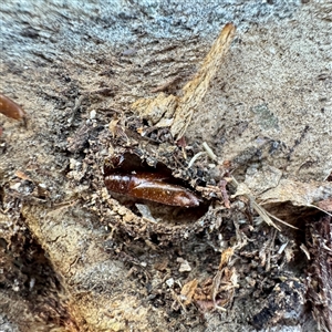 Lepidoptera unclassified IMMATURE (caterpillar or pupa or cocoon) at Acton, ACT - 17 Jun 2025 by Hejor1