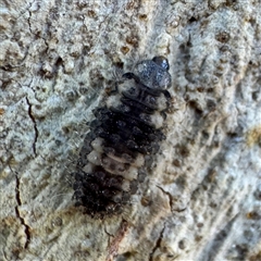 Coccinellidae (family) at Acton, ACT - 17 Jun 2025 by Hejor1