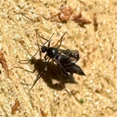 Sciaroidea sp. (Superfamily) (A fungus gnat or gall midge) at Acton, ACT - 17 Jun 2025 by Hejor1
