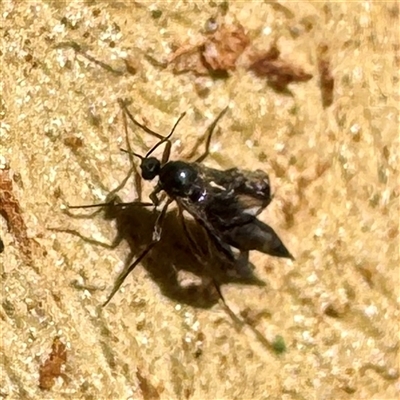 Sciaroidea sp. (Superfamily) (A fungus gnat or gall midge) at Acton, ACT - 17 Jun 2025 by Hejor1