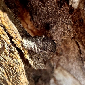 Cryptocephalinae (sub-family) at Acton, ACT - 17 Jun 2025 by Hejor1