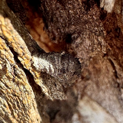Cryptocephalinae (sub-family) at Acton, ACT - 17 Jun 2025 by Hejor1