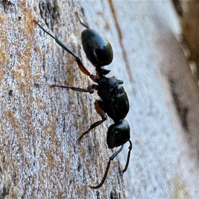 Polyrhachis sp. (genus) (A spiny ant) at Acton, ACT - 17 Jun 2025 by Hejor1