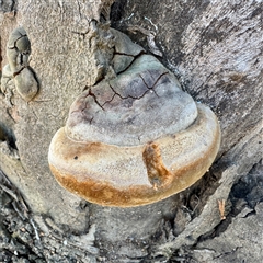 Phellinus sp. (non-resupinate) (A polypore) at Acton, ACT - 17 Jun 2025 by Hejor1