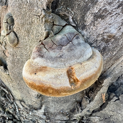 Phellinus sp. (non-resupinate) (A polypore) at Acton, ACT - 17 Jun 2025 by Hejor1