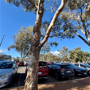 Eucalyptus bridgesiana at Acton, ACT - 17 Jun 2025 by Hejor1
