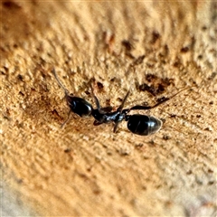 Anonychomyrma sp. (genus) at Acton, ACT - 17 Jun 2025 by Hejor1