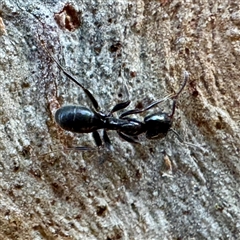 Formicidae (family) at Acton, ACT - 17 Jun 2025 02:12 PM