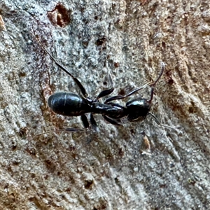 Formicidae (family) at Acton, ACT - 17 Jun 2025 02:12 PM