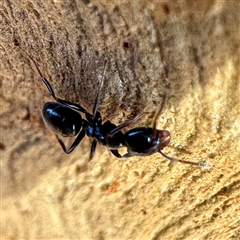 Formicidae (family) at Acton, ACT - 17 Jun 2025 02:12 PM