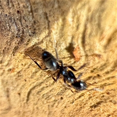 Formicidae (family) at Acton, ACT - 17 Jun 2025 02:12 PM