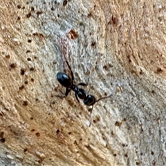 Formicidae (family) at Acton, ACT - 17 Jun 2025 02:12 PM