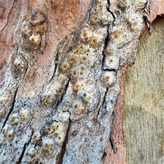 Eucalyptus insect gall at Acton, ACT - 17 Jun 2025 by Hejor1