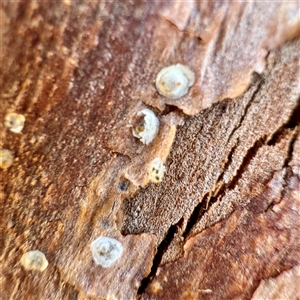 Hemiptera (order) at Acton, ACT - 17 Jun 2025 by Hejor1