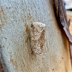 Lepidoptera unclassified IMMATURE (caterpillar or pupa or cocoon) at Acton, ACT - 17 Jun 2025 by Hejor1