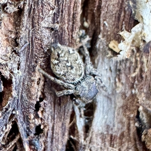Salticidae (family) (Jumping spider) at Acton, ACT - 17 Jun 2025 by Hejor1