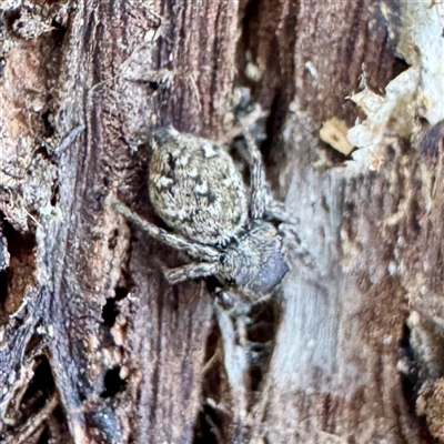 Salticidae (family) (Jumping spider) at Acton, ACT - 17 Jun 2025 by Hejor1