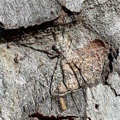 Tamopsis eucalypti (A two-tailed spider) at Acton, ACT - 17 Jun 2025 by Hejor1