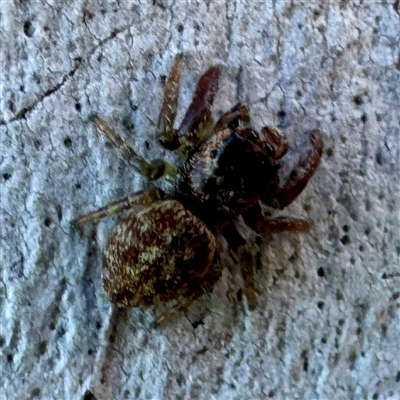 Salticidae (family) (Jumping spider) at Acton, ACT - 17 Jun 2025 by Hejor1