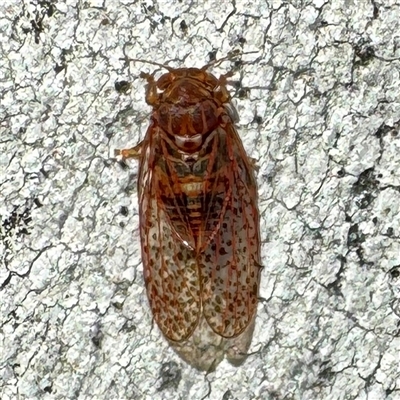 Psyllidae sp. (family) (Unidentified psyllid or lerp insect) at Acton, ACT - 17 Jun 2025 by Hejor1