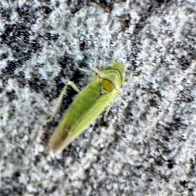 Siphanta acuta at Acton, ACT - 17 Jun 2025 by Hejor1