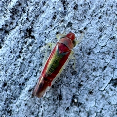 Dikraneurini (tribe) (A microleafhopper) at Acton, ACT - 17 Jun 2025 by Hejor1