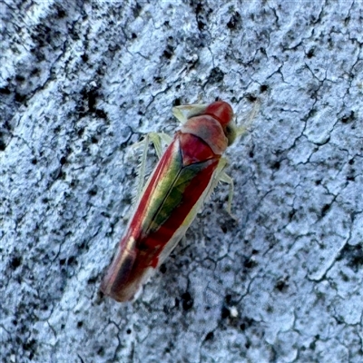 Dikraneurini (tribe) (A microleafhopper) at Acton, ACT - 17 Jun 2025 by Hejor1