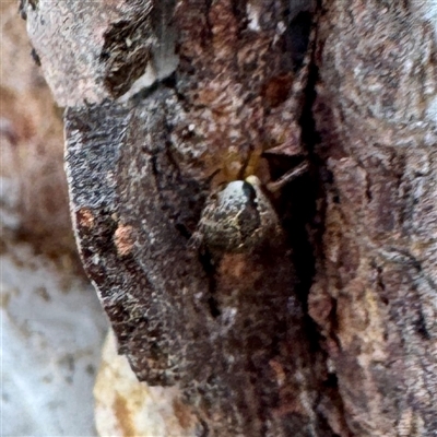 Cryptachaea veruculata (Diamondback comb-footed spider) at Acton, ACT - 17 Jun 2025 by Hejor1
