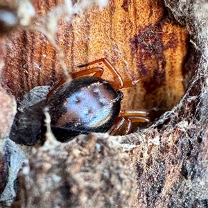 Euryopis umbilicata (Striped tick spider) at Acton, ACT - 17 Jun 2025 by Hejor1