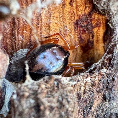 Euryopis umbilicata (Striped tick spider) at Acton, ACT - 17 Jun 2025 by Hejor1