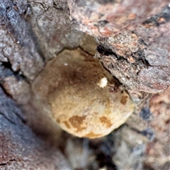 zz Polypore (shelf/hoof-like) at Acton, ACT - 17 Jun 2025 by Hejor1