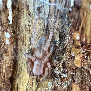 Intruda signata at Acton, ACT - 17 Jun 2025 01:08 PM