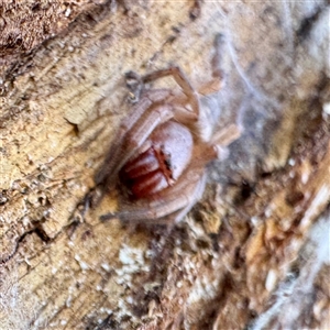 Intruda signata at Acton, ACT - 17 Jun 2025 01:08 PM