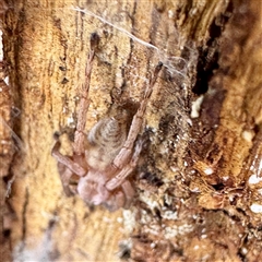 Intruda signata at Acton, ACT - 17 Jun 2025 01:08 PM