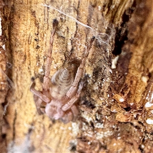 Intruda signata at Acton, ACT - 17 Jun 2025 01:08 PM