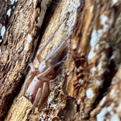 Intruda signata at Acton, ACT - 17 Jun 2025 01:08 PM