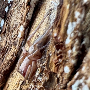 Intruda signata at Acton, ACT - 17 Jun 2025 01:08 PM