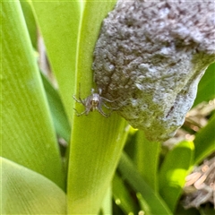 Oxyopes (genus) at Acton, ACT - 17 Jun 2025 01:04 PM
