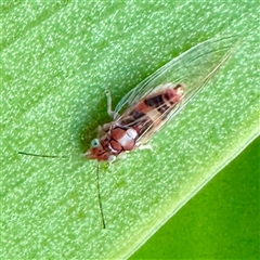 Psyllidae sp. (family) (Unidentified psyllid or lerp insect) at Acton, ACT - 17 Jun 2025 by Hejor1