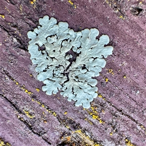 Flavoparmelia sp. at Acton, ACT - 17 Jun 2025 by Hejor1