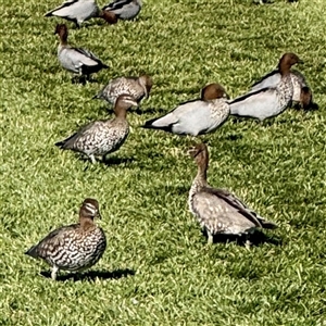 Chenonetta jubata (Australian Wood Duck) at Acton, ACT - 17 Jun 2025 by Hejor1
