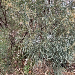 Acacia baileyana at Euroa, VIC - 15 Jun 2025 by Hejor1