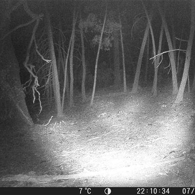 Vombatus ursinus (Common wombat, Bare-nosed Wombat) at Crowther, NSW - 7 Jun 2025 by Frecko
